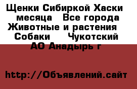 Щенки Сибиркой Хаски 2 месяца - Все города Животные и растения » Собаки   . Чукотский АО,Анадырь г.